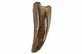 Small Theropod (Raptor) Tooth - Montana #106936-1